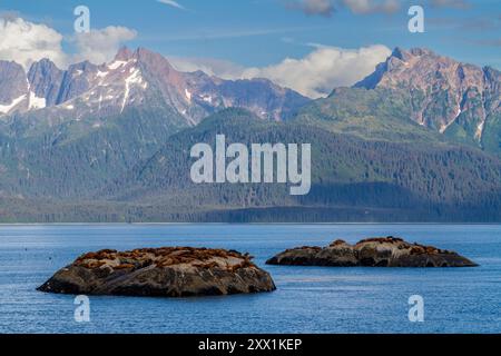 Nördliche (Steller) Seelöwen (Eumetopias jubatus) wurden auf South Marble Island im Glacier Bay National Park, Alaska, ausgezogen Stockfoto