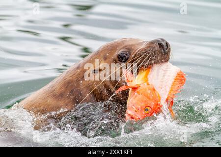 Nördlicher (Steller) Seelöwe (Eumetopias jubatus) Stier, der Fischerschrott in der Nähe von Petersburg, Alaska, USA und Nordamerika ernährt Stockfoto