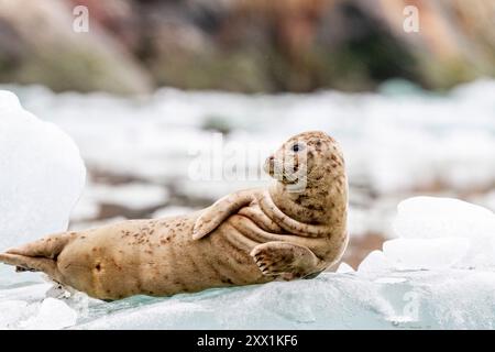 Auf Eis aus dem South Sawyer Glacier, Südost-Alaska, USA, Nordamerika Stockfoto