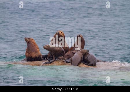 Nördliche (Steller) Seelöwen (Eumetopias jubatus) wurden auf South Marble Island im Glacier Bay National Park, Alaska, ausgezogen Stockfoto