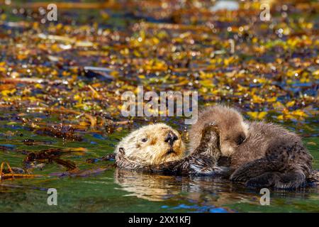 Erwachsene Seeotter (Enhydra lutris kenyoni) Mutter mit ihrem Jungen auf der Brust in Inian Pass, Südosten Alaskas, Pazifik, Vereinigte Staaten von Amerika Stockfoto