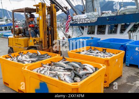 Fork Life Truck sammelt Fänge am Ufer des Fischerdorfes Petersburg auf Mitkof Island, Südost-Alaska, Pazifik Stockfoto