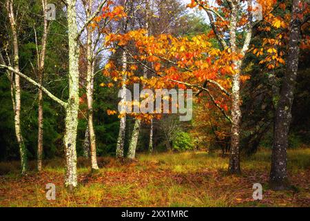 Herbstliche Farben im Blackwater Arboretum, New Forest National Park, Hampshire, England, Großbritannien, Europa Stockfoto