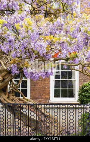 Blühende Glyzinien auf einem Haus in Chiswick, London, England, Großbritannien, Europa Stockfoto