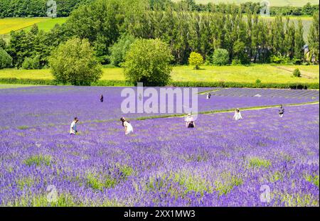 Lavendelfelder in Shoreham, Kent, England, Großbritannien, Europa Stockfoto