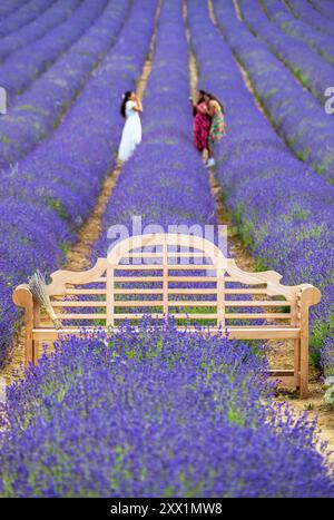 Lavendelfelder in Shoreham, Kent, England, Großbritannien, Europa Stockfoto