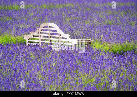 Eine Bank in einem Lavendelfeld in Shoreham, Kent, England, Großbritannien, Europa Stockfoto