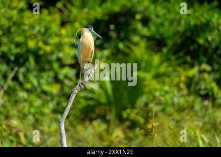 Kappreiher (Pilherodius pileatus), der auf einem Zweig am See Sandoval, Tambopata National Reserve, Puerto Maldonado, Madre de Dios, Peru thront Stockfoto