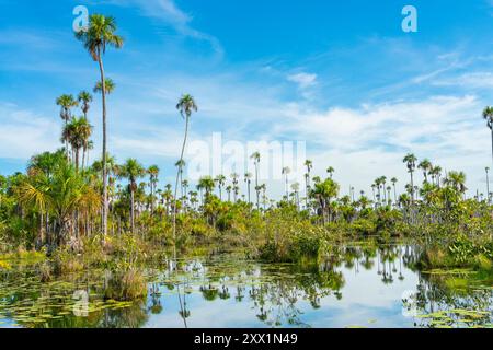 Palmen am Yacumama-See, Puerto Maldonado, Provinz Tambopata, Madre de Dios, Peru, Südamerika Stockfoto