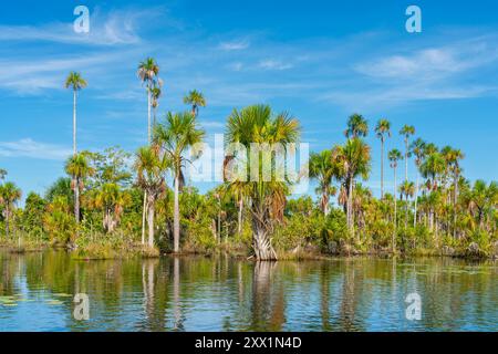 Palmen am Yacumama-See, Puerto Maldonado, Provinz Tambopata, Madre de Dios, Peru, Südamerika Stockfoto