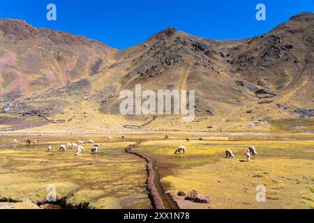 Bach in den Anden und Alpakaherde, in der Nähe des Rainbow Mountain, Bezirk Pitumarca, Region Cusco (Cuzco), Peru, Südamerika Stockfoto