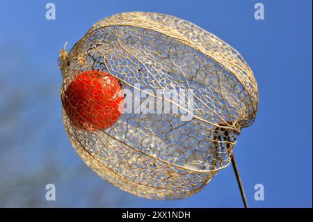 Hellrote Früchte in der getrockneten Schale der chinesischen Laterne (Physalis alkekengi), Frankreich, Europa Stockfoto