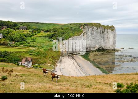 Rinder auf einer Klippe über dem Valleuse von Vaucottes, um Etretat, Cote d'Albatre, Pays de Caux, seine-Maritime Departement, obere Normandie Stockfoto