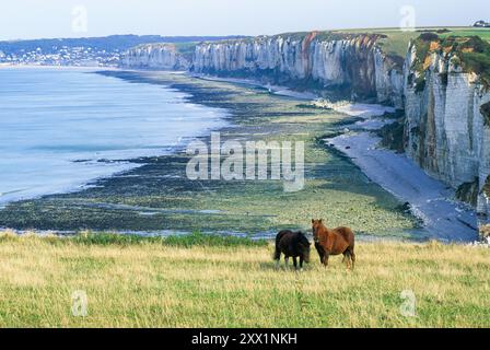 Pferde auf der Spitze der Klippe oberhalb von Yport in der Nähe von Etretat, Cote d'Albatre, Pays de Caux, seine-Maritime Departement, Obernormandie, Frankreich Stockfoto