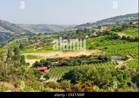 Weinberge rund um Omodos, Troodos-Gebirge, Zypern, östliches Mittelmeer, Europa Stockfoto