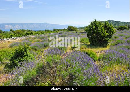 Lavendelfeld in der Gegend um Velo Grablje, Insel Hvar, Kroatien, Südosteuropa Stockfoto