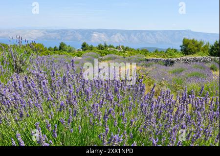 Lavendelfeld in der Gegend um Velo Grablje, Insel Hvar, Kroatien, Südosteuropa Stockfoto