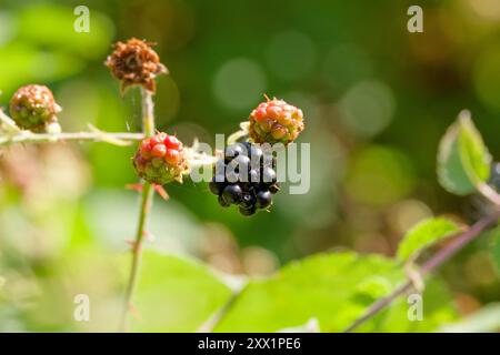 Reife Brombeeren im Busch Stockfoto