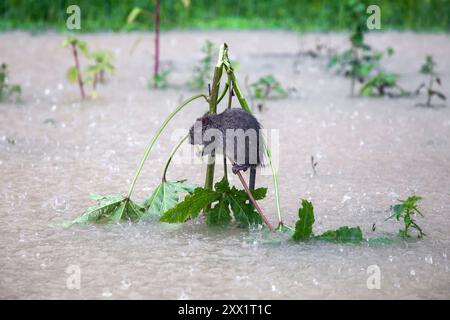 Feni, Chittagong, Bangladesch. August 2024. Eine Ratte hat bei starkem Regen in Munsirhat im Bezirk Feni Zuflucht auf einem kleinen Baum über dem Hochwasser gefunden. Straßen und Häuser wurden durch das Wasser im Wald nicht verschont. Mehr als 200.000 Menschen von drei upazilas sind in der schrecklichen humanitären Katastrophe desorientiert. In dieser Situation sind diese Gebiete völlig ohne Strom. (Kreditbild: © Muhammad Amdad Hossain/ZUMA Press Wire) NUR REDAKTIONELLE VERWENDUNG! Nicht für kommerzielle ZWECKE! Stockfoto