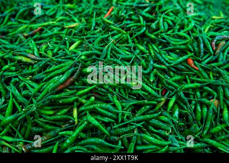 Die Textur vieler grüner, scharfer, langer Paprika wird im Geschäft gezeigt Stockfoto