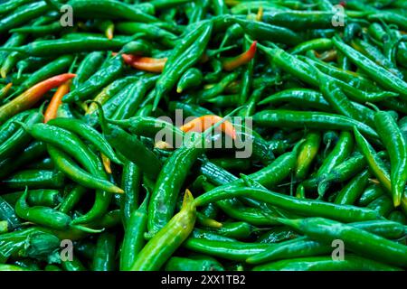 Die Textur vieler grüner, scharfer, langer Paprika wird im Geschäft gezeigt Stockfoto