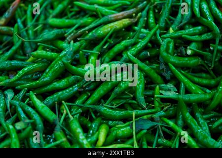 Die Textur vieler grüner, scharfer, langer Paprika wird im Geschäft gezeigt Stockfoto