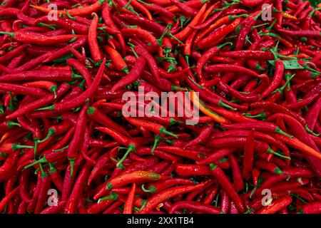 Die Textur vieler roter, heißer, langer Paprika wird im Geschäft angezeigt Stockfoto