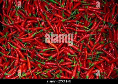 Die Textur vieler roter, heißer, langer Paprika wird im Geschäft angezeigt Stockfoto