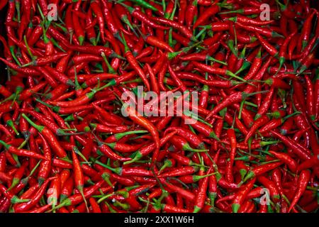 Die Textur vieler roter, heißer, langer Paprika wird im Geschäft angezeigt Stockfoto