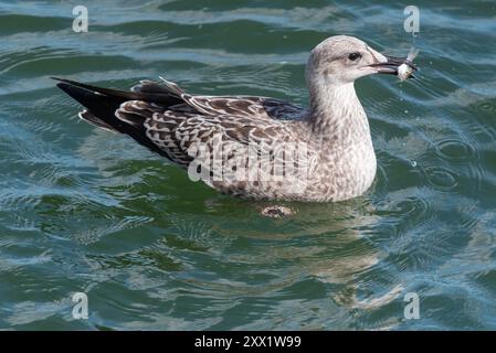 Juvenile Heringsmöwe, Larus argentatus, mit Fang in der Themse bei Southend on Sea, Essex, Großbritannien. Familie Gull Laridae. Fisch in Rechnung Stockfoto