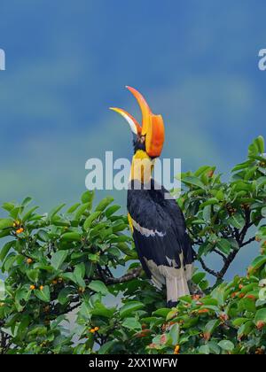 Der große indische Hornvogel, auch bekannt als Great Pied Hornbill, ist eines der größeren Mitglieder der Hornvogel-Familie. Sie kommt auf dem indischen Subkontinent vor Stockfoto