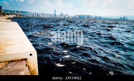 Izmir, Türkei. August 2024. Im Golf von Izmir sind Massenfische aufgrund des Klimawandels und der Umweltverschmutzung gestorben. Tote Fische spülten an der Küste, während Putzmannschaften gesehen wurden, die die Küste von toten Fischen säuberten. Quelle: İdil Toffolo/Alamy Live News Stockfoto