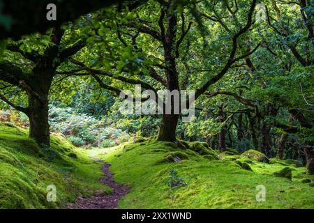 Ty Canol Wood, ein Gebiet mit alten Wäldern in der Nähe von Newport in Pembrokeshire, West Wales, Großbritannien Stockfoto