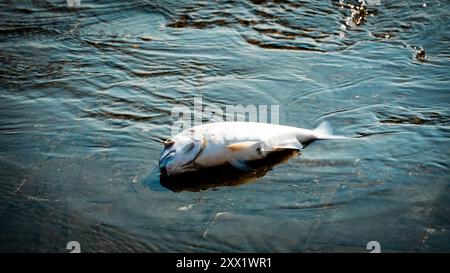 Izmir, Türkei. August 2024. Im Golf von Izmir sind Massenfische aufgrund des Klimawandels und der Umweltverschmutzung gestorben. Tote Fische spülten an der Küste, während Putzmannschaften gesehen wurden, die die Küste von toten Fischen säuberten. Quelle: İdil Toffolo/Alamy Live News Stockfoto