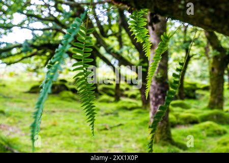 Ty Canol Wood, ein Gebiet mit alten Wäldern in der Nähe von Newport in Pembrokeshire, West Wales, Großbritannien Stockfoto