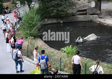 Das indische Nashorn (Rhinoceros unicornis) im Zoo Schönbrunn in Wien (Wien), Österreich, 17. August 2024. (CTK Photo/Vaclav Salek) Stockfoto