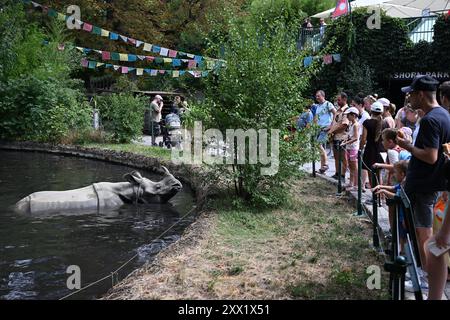 Das indische Nashorn (Rhinoceros unicornis) im Zoo Schönbrunn in Wien (Wien), Österreich, 17. August 2024. (CTK Photo/Vaclav Salek) Stockfoto