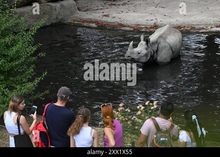 Das indische Nashorn (Rhinoceros unicornis) im Zoo Schönbrunn in Wien (Wien), Österreich, 17. August 2024. (CTK Photo/Vaclav Salek) Stockfoto