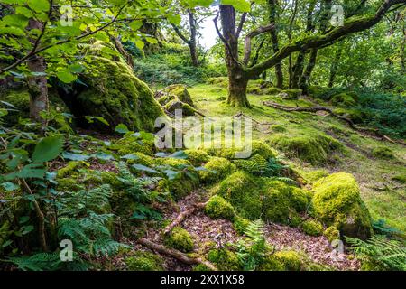 Ty Canol Wood, ein Gebiet mit alten Wäldern in der Nähe von Newport in Pembrokeshire, West Wales, Großbritannien Stockfoto