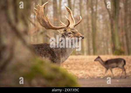 Geringe Tiefe des Feldes des des europäischen Damhirsches in der Tschechischen Republik. Furry Buck mit Geweih im Autumn Forest Park. Stockfoto