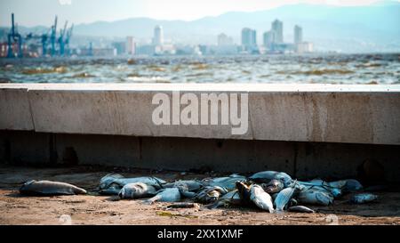 Izmir, Türkei. August 2024. Im Golf von Izmir sind Massenfische aufgrund des Klimawandels und der Umweltverschmutzung gestorben. Tote Fische spülten an der Küste, während Putzmannschaften gesehen wurden, die die Küste von toten Fischen säuberten. Quelle: İdil Toffolo/Alamy Live News Stockfoto