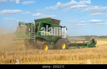 Grüner Mähdrescher, der ein Feld schneidet. Nahaufnahme Rückansicht. Stockfoto