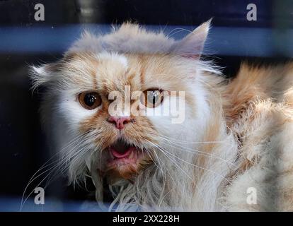 Tierrettung 20.08.2024,Chemnitz, Tierrettung am Dienstag wurde die Feuerwehr gegen 10,30 Uhr in Chemnitz zur Ernst- enge- Straße gerufen. Eine Katze befand sich auf dem Fensterbrett eines Fensters in 4 Stock und klagte laut. Sie saß in der prallen Sonne. Anwohner hatten bemerkt, das Katze schon oft tagsüber auf dem Fenstersims zubrachte und hatten den Eindruck die Besitzer sperren das Tier bei Ihrer Wohnungsabwesenheit aus. Die Anwohner riefen die Feuerwehr zur Bergung und Rettung der Katze und erstatteten Anzeige bei der Polizei, wegen verstoß gegen das Tierschutzgesetz und Tierquälerei. Stockfoto