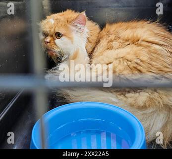 Tierrettung 20.08.2024,Chemnitz, Tierrettung am Dienstag wurde die Feuerwehr gegen 10,30 Uhr in Chemnitz zur Ernst- enge- Straße gerufen. Eine Katze befand sich auf dem Fensterbrett eines Fensters in 4 Stock und klagte laut. Sie saß in der prallen Sonne. Anwohner hatten bemerkt, das Katze schon oft tagsüber auf dem Fenstersims zubrachte und hatten den Eindruck die Besitzer sperren das Tier bei Ihrer Wohnungsabwesenheit aus. Die Anwohner riefen die Feuerwehr zur Bergung und Rettung der Katze und erstatteten Anzeige bei der Polizei, wegen verstoß gegen das Tierschutzgesetz und Tierquälerei. Stockfoto