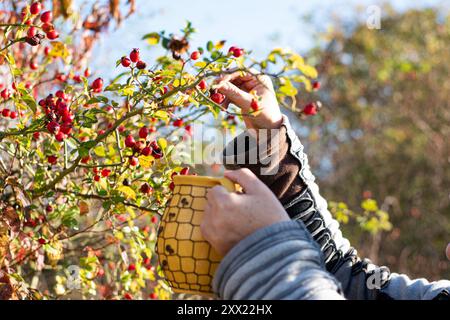 Ernte gesunder Brühe Beeren Früchte, herbstliche Früchte Stockfoto