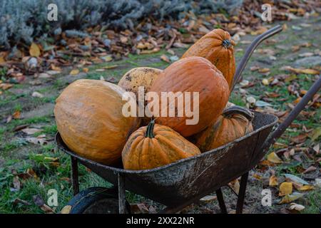 Orangenkürbisse auf Schubkarre im Herbstgarten Stockfoto