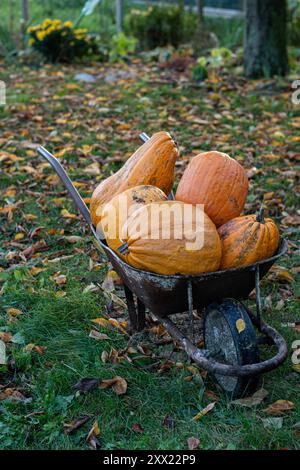 Orangenkürbisse auf Schubkarre im Herbstgarten Stockfoto