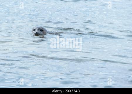 Junge Seehunde schwimmen in der Nordsee, Ytri Tunga Beach, Snaefellsnes Halbinsel, Island Stockfoto