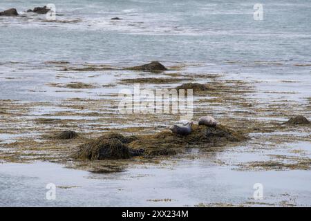 Zwei Seehunde auf Meeresalgen bedeckten Felsen in der Nordsee, Ytri Tunga Beach, Snaefellsnes Halbinsel, Island Stockfoto