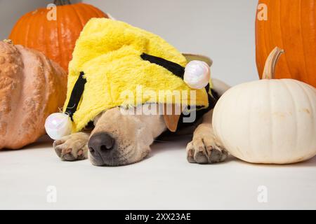 Porträt eines gelben labrador-Retrievers, der ein Bienenkostüm trägt und auf dem Boden zwischen Kürbissen liegt Stockfoto